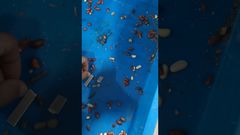 Unicomp Technology - Contrôle des cacahuètes par rayons X pour l'alimentation